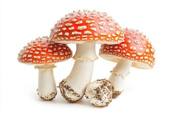 Three amanita muscaria mushrooms isolated on transparent background