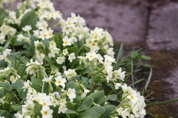 Spring flowers of a primrose or primula in a garden