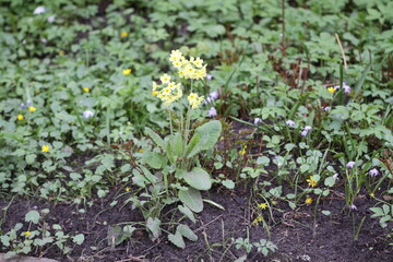 Spring flowers of a primrose or primula in a garden
