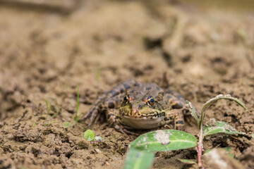 Green frog on the edge of a pond