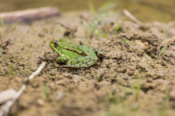 Green frog on the edge of a pond