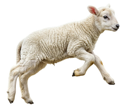 Adorable white lamb jumping playfully in a green field during spring