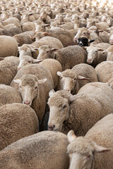 Fototapeta premium Woolly tide, a sea of ​​huddled sheep