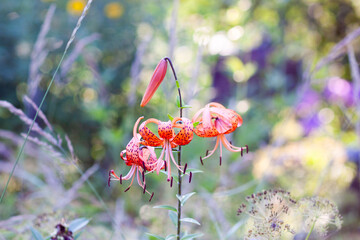 Tiger lilies with spotted petals in a summer garden. Lily flower in full bloom.