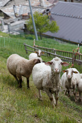 A herd of Alpine sheep grazing in the mountain pasture