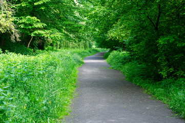 Obraz premium footpath in the park