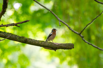 eurasian chaffinch perched on a tree branch and singing