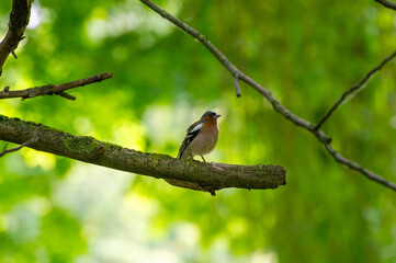 eurasian chaffinch perched on a tree branch