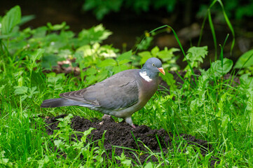 pigeon on grass