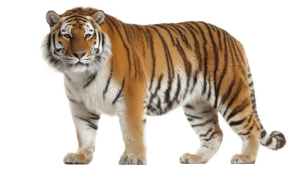 Obraz premium Majestic Tiger Portrait: A stunning full-body shot of a regal tiger, exuding power and grace. Its vibrant orange and black stripes stand out in sharp detail.
