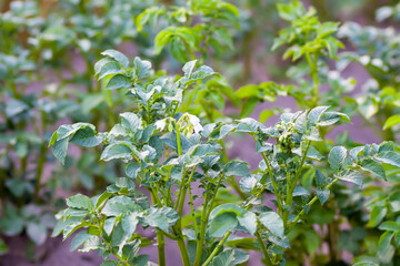 Rows of young potato plant sprouts grow on a farm field.