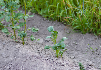 Rows of young potato plant sprouts grow on a farm field.