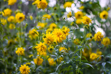 Rudbeckia Golden ball yellow flowers.