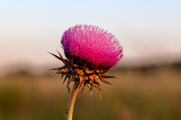 Thistle flower on natural background. Natural and organic superfood product made from wild flowers.