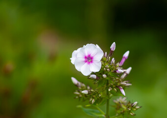 Obraz premium Blooming Phlox paniculata plants outdoors. Flowers in the countryside at summer.