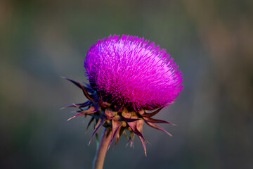 Thistle flower on natural background. Natural and organic superfood product made from wild flowers.