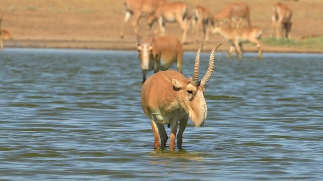 Saiga Antelopes gathered to drink water in Russia grassland