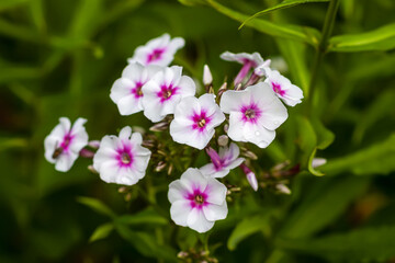 Blooming Phlox paniculata plants outdoors. Flowers in the countryside at summer.