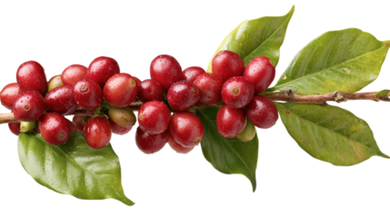 Coffee Berries on the Branch: A close-up, vibrant depiction of ripe coffee cherries clustered on a slender branch, showcasing nature's bounty and the rich source of a beloved beverage.