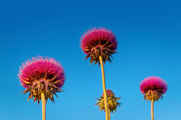 Close up of a group of milk thistle flowers against a blue sky background. Natural and organic superfood product made from wild flowers.