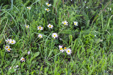Wildflowers in a meadow. Beauty in nature.