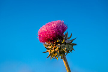 Thistle flower on light blue background.