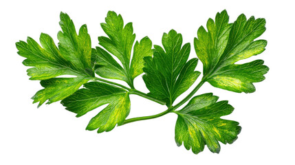 Vibrant Parsley: A close-up shot of fresh, lush green parsley leaves against a clean backdrop, showcasing their natural beauty and culinary potential.