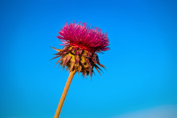 Close up of a milk thistle flower against a blue sky background. Natural and organic superfood product made from wild flowers.
