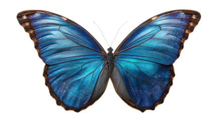 Butterfly's Embrace: A mesmerizing butterfly with captivating blue wings, spreads its beauty in a symphony of color and grace.