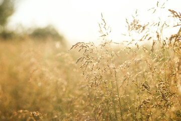 Abstract calm nature background with blades of grass in the foreground