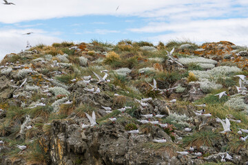 Navigating the Beagle channel from Ushuaia with sea lions, whales, penguins and various bird species, and the iconic Les Eclaireurs Lighthouse.
