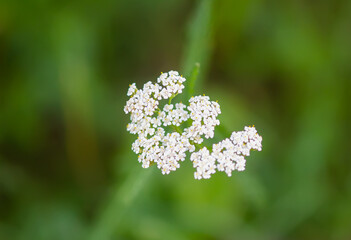 Yarrow plant. Medicinal herb of Achillea in bloom © pictures_for_you