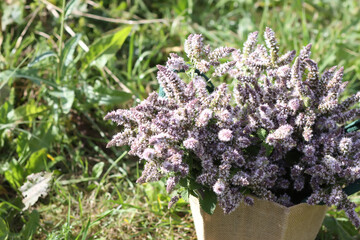 Aromatic purple mint flowers collected in the burlap bag. Medicinal herbs. Natural food ingredients.