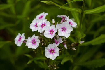Obraz premium Blooming Phlox paniculata plants outdoors. Flowers in the countryside at summer.