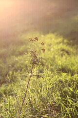 Wildflowers in a meadow. Beauty in nature in a "golden hour".