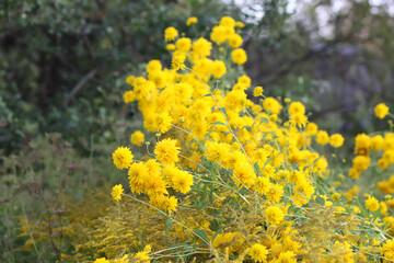 Obraz premium Rudbeckia Golden ball yellow flowers.