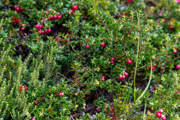 Tierra del Fuego National Park, in Argentina, islocated in  Antarctica and the South Atlantic Islands. The Calafate shrub, berberis microphylla.
