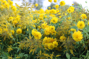 Rudbeckia Golden ball yellow flowers.