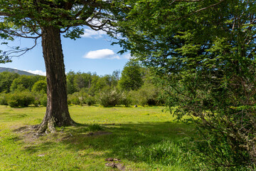 Tierra del Fuego National Park, in Argentina,  Antarctica and the South Atlantic Islands.  subantarctic landscapes, with forests, lakes, mountains, and coastline. Patagonia Argentina.