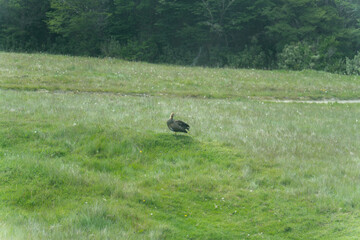 Tierra del Fuego National Park, in Argentina,  Antarctica and the South Atlantic Islands.  subantarctic landscapes, with forests, lakes, mountains, and coastline.