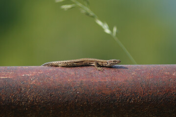 Wall lizard Podarcis hispanicus crawling on a metal pole, close-up