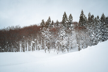 A quiet snowy hillside lined with bare beech trees under a cloudy sky in Niigata, Japan. The wintry forest and untouched snow create a peaceful and moody landscape perfect for serene nature themes.