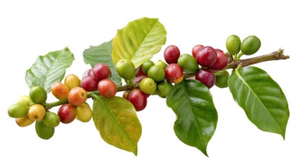 Coffee Cherry Branch: Close-up of a vibrant branch adorned with coffee cherries, showcasing the journey from green to ripe, and the rich colors and textures.