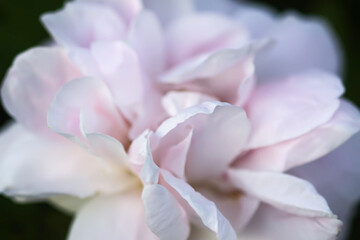 Fototapeta premium Garden rose in bloom. Beautiful romantic flower petals close up. 
