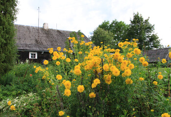 Rudbeckia Golden ball yellow flowers on rural house background in the countryside.