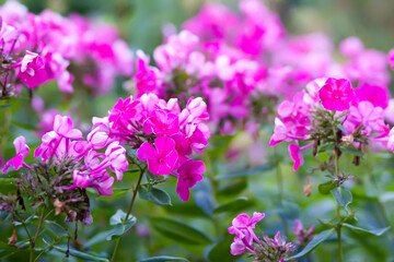 Blooming Phlox paniculata plants outdoors. Flowers in the countryside at summer.