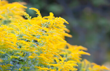 Yellow flowers of the goldenrod in full bloom. Solidago plant.