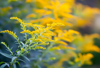 Yellow flowers of the goldenrod in full bloom. Solidago plant.