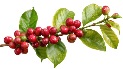 Coffee Berry's Natural Offering: A close-up shot showcases a branch laden with ripe coffee berries, their vibrant red hues contrasting with lush green leaves.