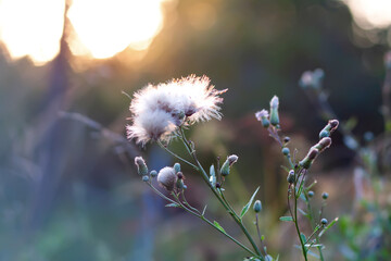 Wildflowers in a meadow. Beauty in nature. Thistle plants.